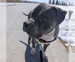 Small #7 American Pit Bull Terrier Mix