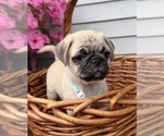 Small #9 Pug