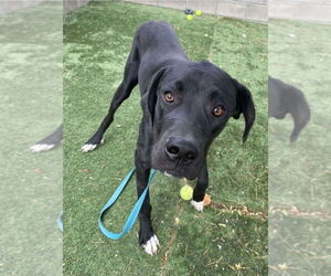 Great Dane-Labrador Retriever Mix Dogs for adoption in Lakewood, CO, USA