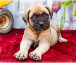 Small #5 Mastiff