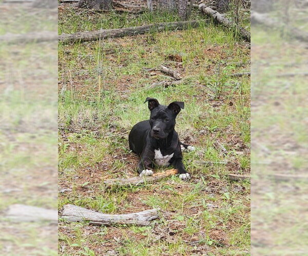 Medium Photo #4 American Pit Bull Terrier-Unknown Mix Puppy For Sale in Chandler, AZ, USA
