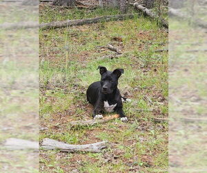 COSMO - Female American Pit Bull Terrier-Unknown Mix Dog for Adoption - Photo #4
