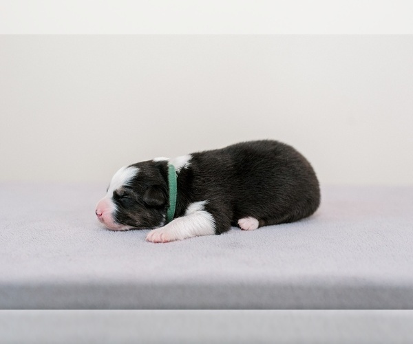 Medium Photo #4 Australian Shepherd Puppy For Sale in LA RUE, OH, USA
