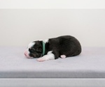 Small Photo #4 Australian Shepherd Puppy For Sale in LA RUE, OH, USA