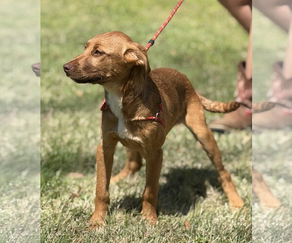 Medium Photo #2 Labrador Retriever-Unknown Mix Puppy For Sale in Yardley, PA, USA