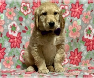 Golden Retriever Puppy for sale in LANCASTER, PA, USA