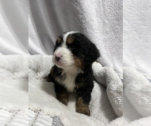 Bernese Mountain Dog Puppy for sale in CEDAR VALE, KS, USA