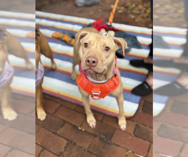 Medium Photo #1 American Pit Bull Terrier-American Staffordshire Terrier Mix Puppy For Sale in Shermans Dale, PA, USA