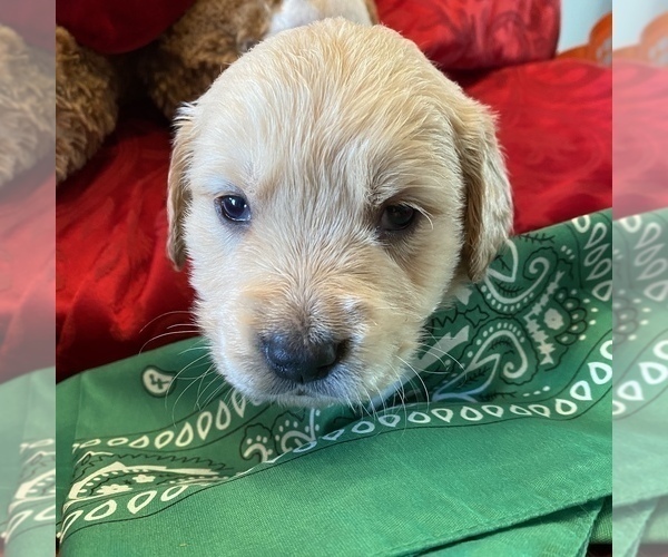 Medium Photo #6 Golden Retriever Puppy For Sale in RADCLIFF, KY, USA
