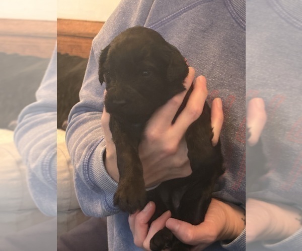 Medium Photo #13 Schnoodle (Giant) Puppy For Sale in MINNEAPOLIS, MN, USA