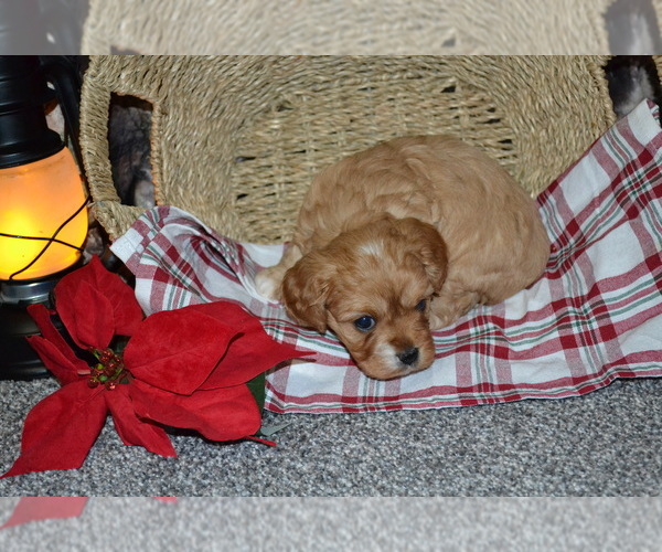 Medium Photo #3 Cavapoo (Miniature) Puppy For Sale in GREENWOOD, WI, USA
