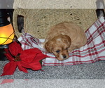 Small #2 Cavapoo (Miniature)