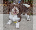 Small #3 Australian Shepherd Mix
