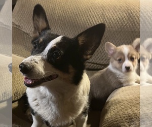 Mother of the Pembroke Welsh Corgi puppies born on 05/02/2025