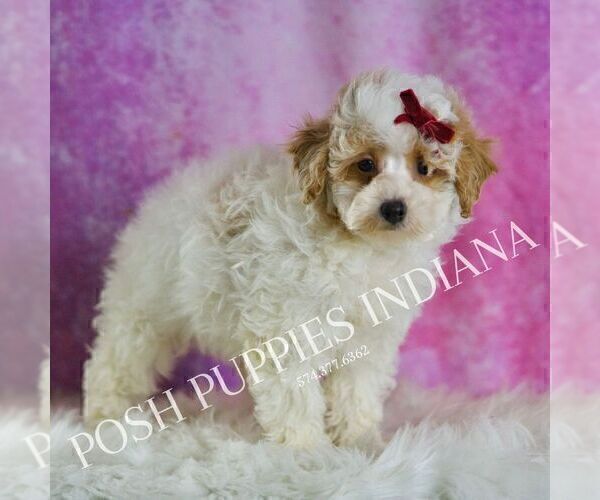 Medium Photo #4 Poodle (Miniature) Puppy For Sale in WARSAW, IN, USA