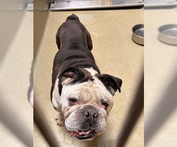 Medium Photo #1 Bulldog Puppy For Sale in Rancho Cucamonga, CA, USA