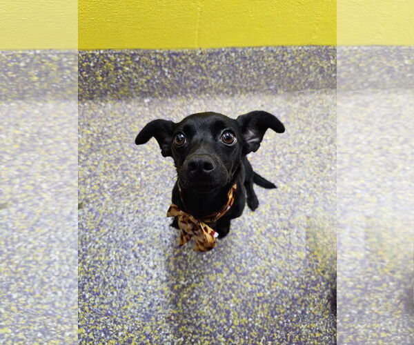 Medium Photo #1 Dachshund-Unknown Mix Puppy For Sale in Metairie, LA, USA