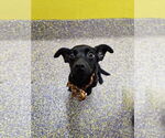 Small Dachshund Mix