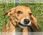 Small #6 Beagle Mix