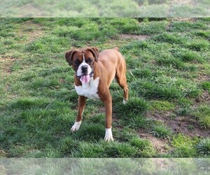 Father of the Boxer puppies born on 08/17/2025