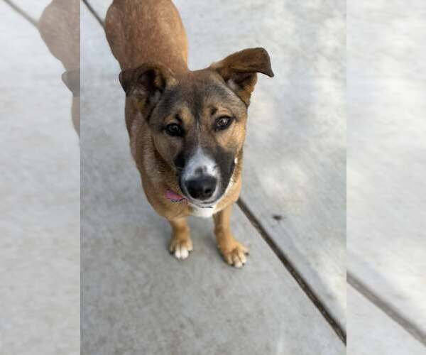 Medium Photo #2 German Shepherd Dog-Unknown Mix Puppy For Sale in Turlock, CA, USA