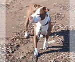 Small #5 American Pit Bull Terrier