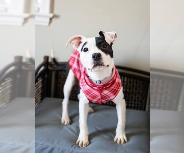 Medium Photo #1 American Pit Bull Terrier-Unknown Mix Puppy For Sale in Andover, MN, USA