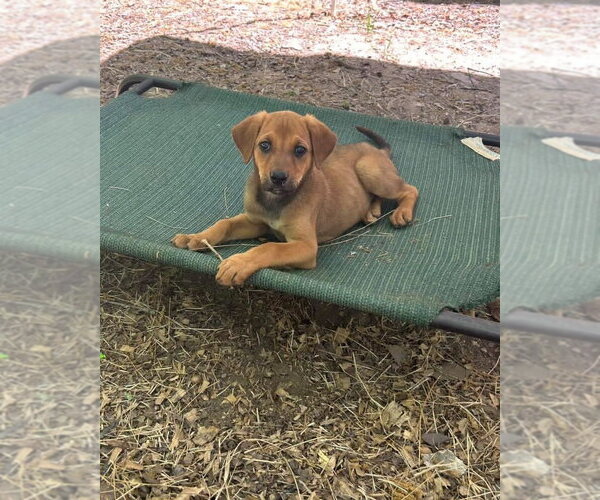 Medium Photo #1 Redbone Coonhound-Rhodesian Ridgeback Mix Puppy For Sale in Ball Ground, GA, USA