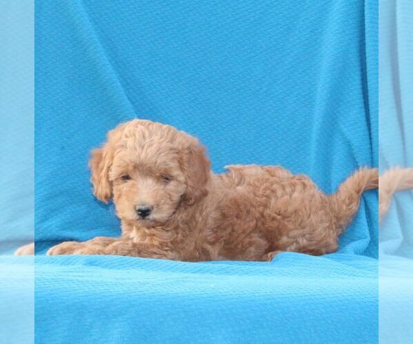 Medium Photo #3 Goldendoodle (Miniature) Puppy For Sale in AIRVILLE, PA, USA