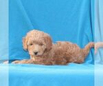 Small #2 Goldendoodle (Miniature)