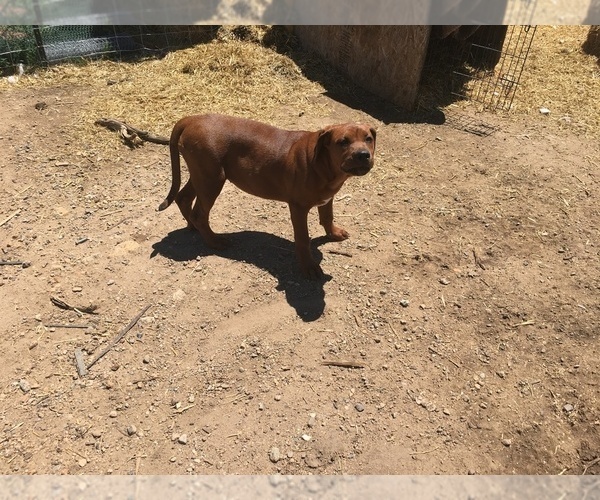 Medium Photo #9 America Bandogge Mastiff-Mastiff Mix Puppy For Sale in FORT GARLAND, CO, USA