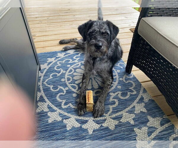 Medium Photo #3 Aussiedoodle Puppy For Sale in Aurora, IN, USA