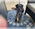 Small #2 Aussiedoodle