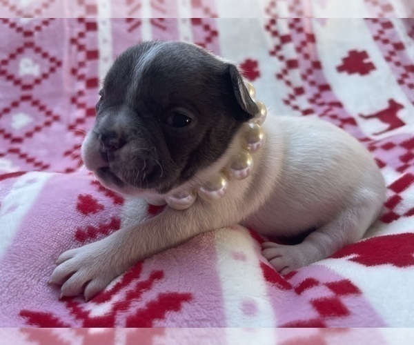 Medium Photo #2 French Bulldog Puppy For Sale in ROCKVILLE, MD, USA