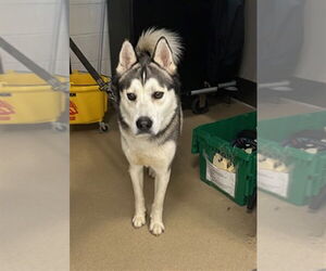 Siberian Husky Dogs for adoption in Derwood, MD, USA