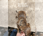 Small Photo #8 Plott Hound Puppy For Sale in MIDVALE, UT, USA