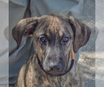 Wendy - Female German Shepherd Dog-Mountain Cur Mix Dog for Adoption - Small photo