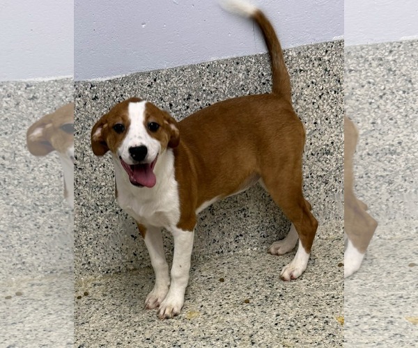 Medium Photo #1 Mutt Puppy For Sale in Mechanicsburg, PA, USA