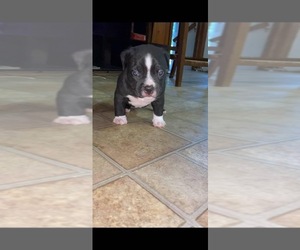 American Bully Puppy for sale in MECHANICSVILLE, VA, USA
