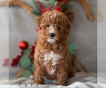 Small Photo #6 Bichpoo Puppy For Sale in DORNSIFE, PA, USA