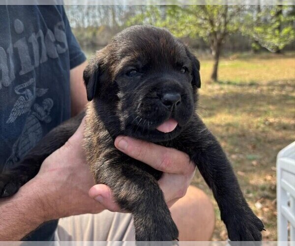 Medium Photo #38 Rotticorso Puppy For Sale in REEVESVILLE, SC, USA