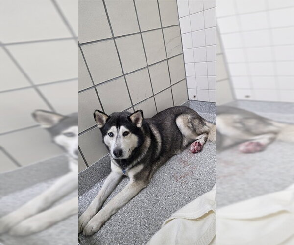 Medium Photo #1 Siberian Husky Puppy For Sale in Pasadena, TX, USA