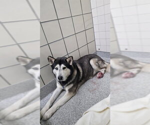 Siberian Husky Dogs for adoption in Pasadena, TX, USA