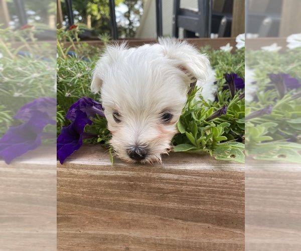 Medium Photo #2 Maltese Puppy For Sale in FREDONIA, KS, USA