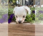 Small #1 Maltese