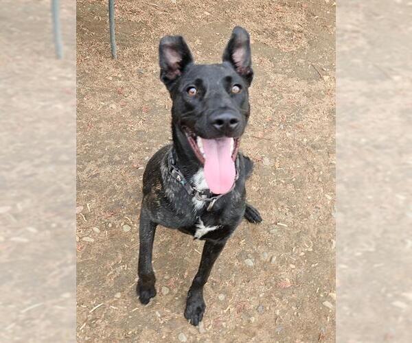Medium Photo #2 German Shepherd Dog-Unknown Mix Puppy For Sale in Sacramento, CA, USA