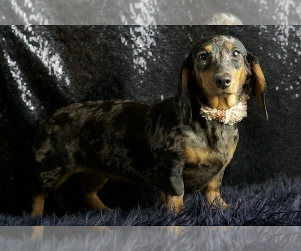 Medium Photo #13 Dachshund Puppy For Sale in WARSAW, IN, USA