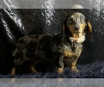 Small #11 Dachshund