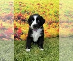 Small #1 Miniature American Shepherd