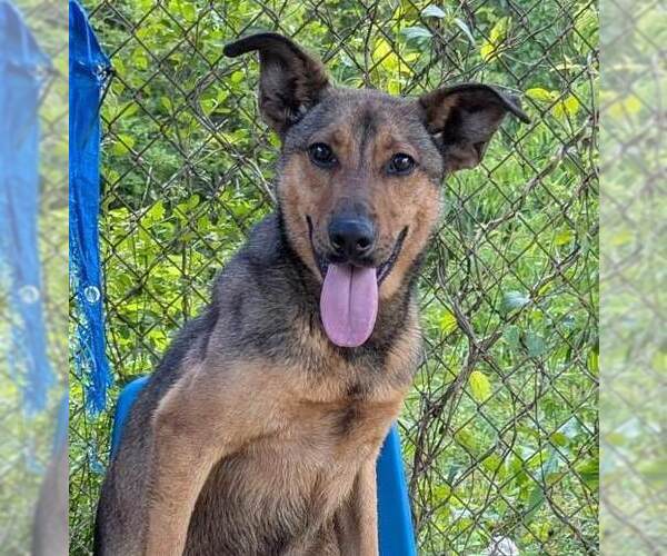 Medium Photo #3 German Shepherd Dog-Unknown Mix Puppy For Sale in Anniston, AL, USA